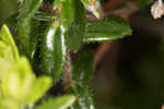 Hairy laurel <BR>Hairy wicky